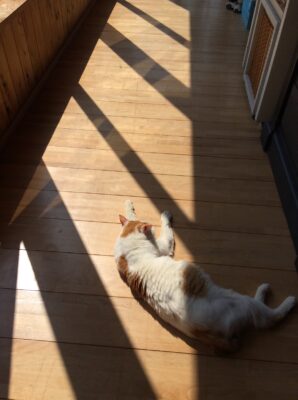 日差しと猫