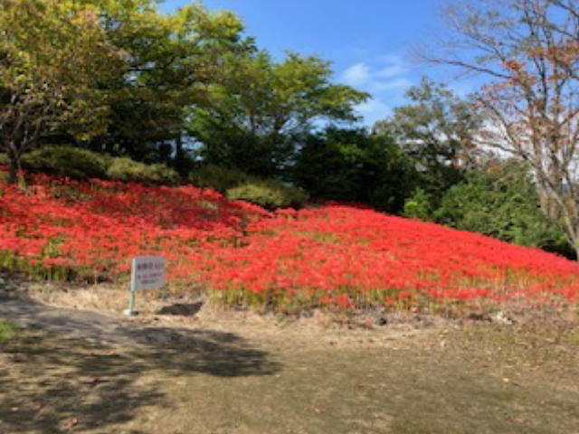 いわき　曼珠沙華