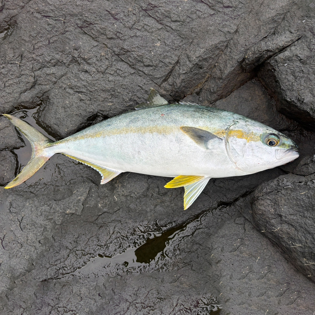 リブレット　スタッフ