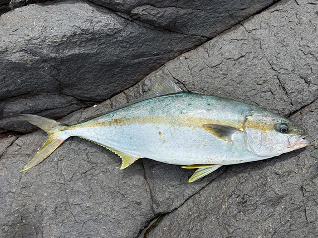 リブレット　スタッフ