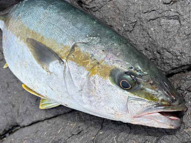 リブレット　スタッフ